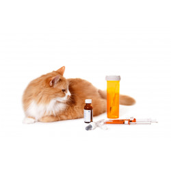 Cat Medication